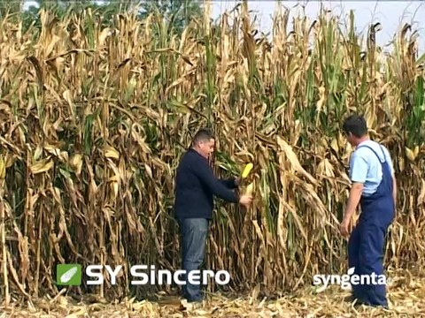 Syngenta – hibridi kukuruza Sincero, Pako i Sycora_387_14.02.2015.