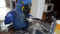Bath time for this cute Parrot!