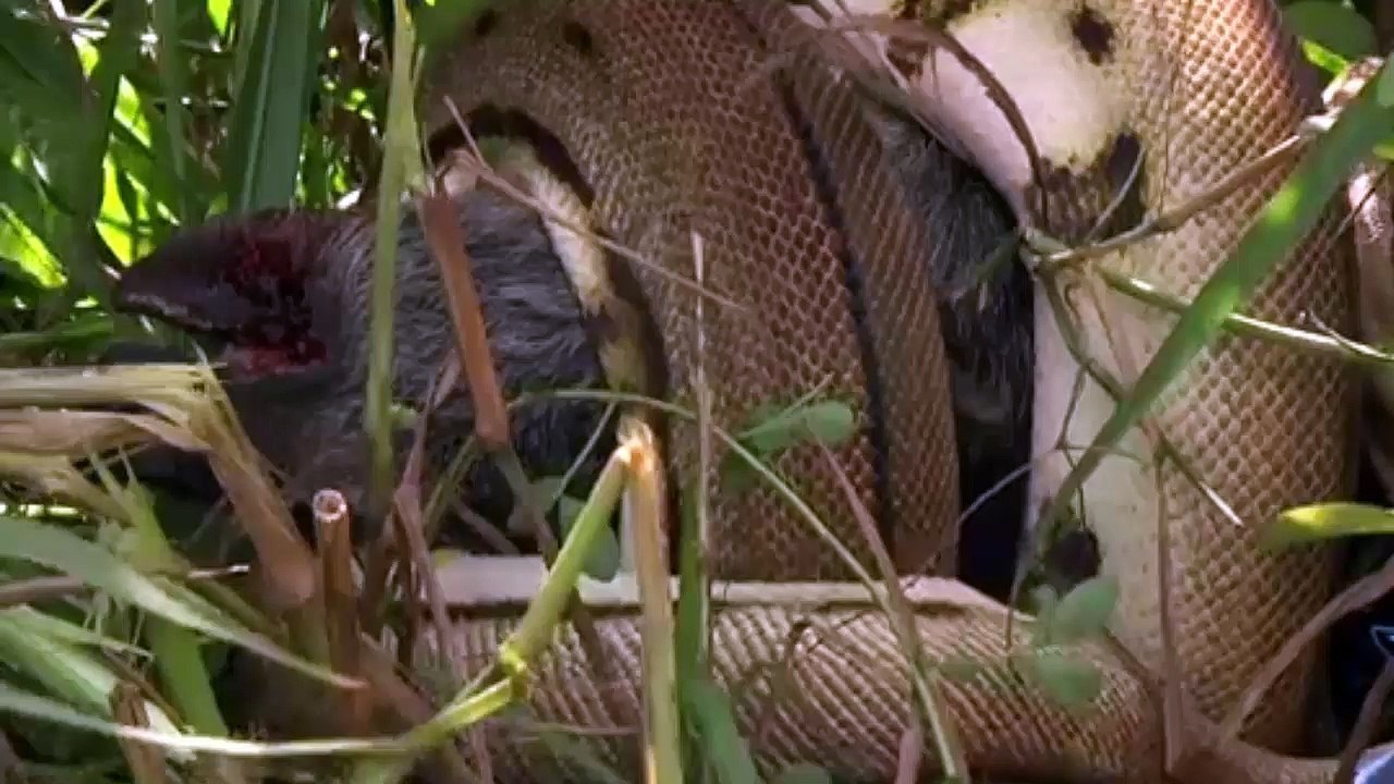 deadliest attacks of snake compilation