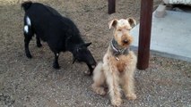 Weird Goat Licks Dog and dog doesn't care...!