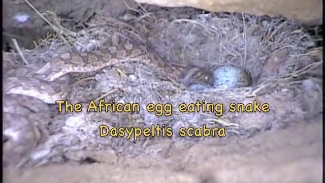African Egg eating snake eats eggs in Africa!