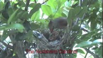 Cardinals feeding chicks. Very cool parental care.