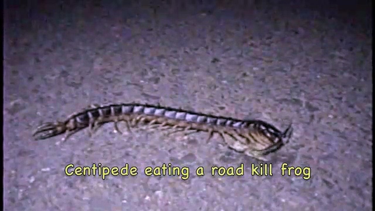 Centipede eats frog