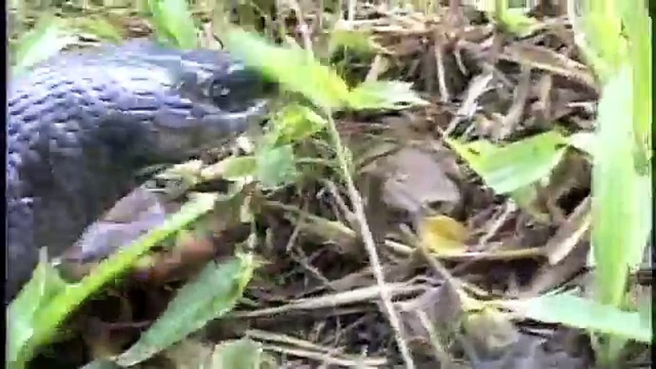 Clelia eats Bothrops Directors Cut