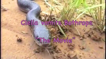 Clelia vomits Bothrops  The Movie