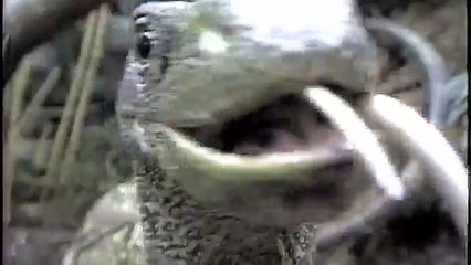 Crocodile Monitor (Varanus salvadori) eats rat!