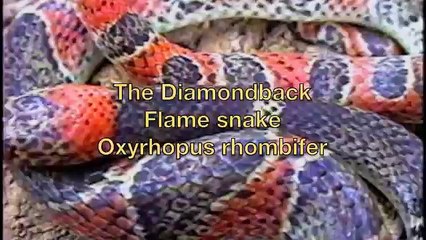 FLAME SNAKE, Oxyrhopus rhombifer does FLICKER FUSION