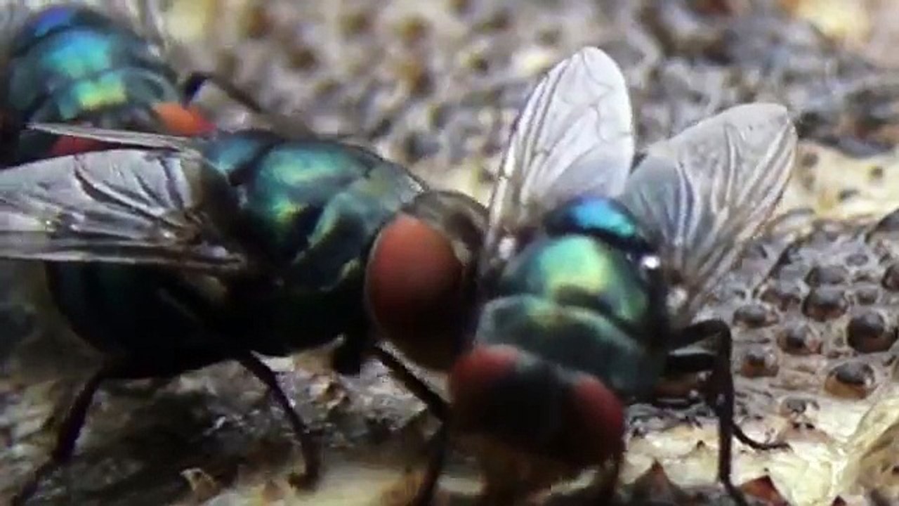 Flies eat toad on a road