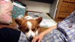 Funny Animals - The Best Corgi Compilation - Funny Dog Videos of Corgi