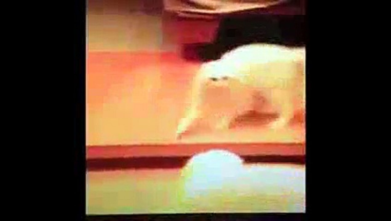 Videos risas de gatos, gatos chistosos, gatos graciosos, videos de gatos