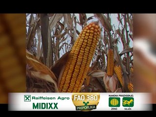 Raiffeisen Agro – hibrid kukuruza Midixx_387_14.02.2015.