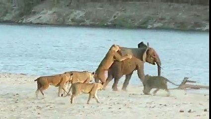 Brave Baby Elephant Attacked By 14 Lions must watch n share