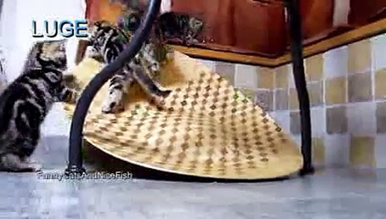 Sorprendentes videos de gatos graciosos, gatos chistosos, gatos