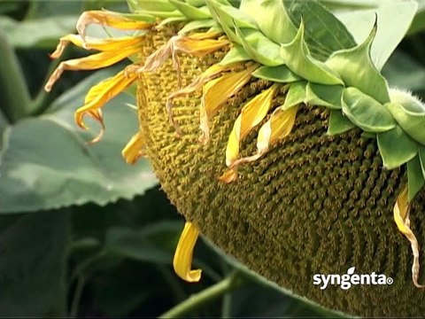 Syngenta – hibridi suncokreta Armoni i Dolby_387_14.02.2015.