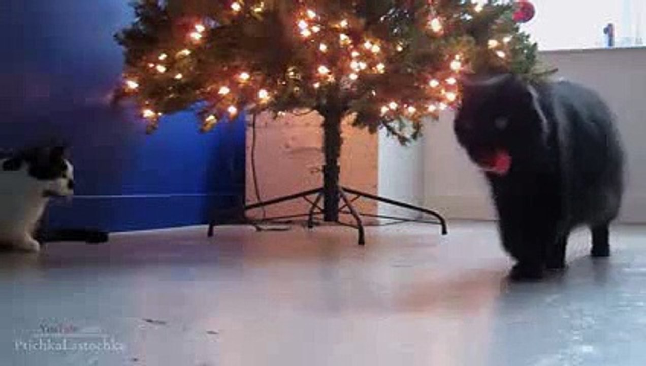 Compilacion gatos graciosos, gatos chistosos