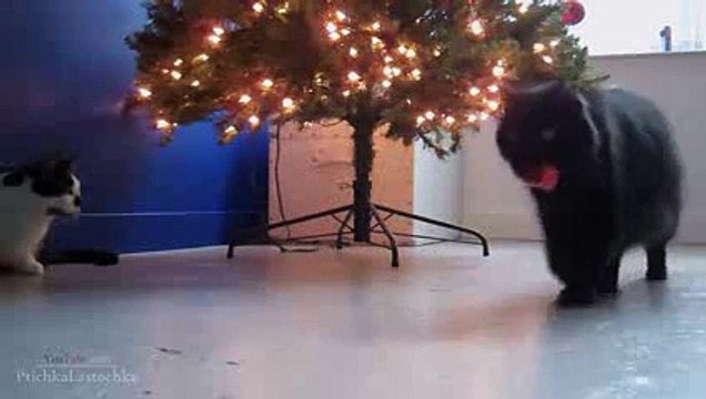 Compilacion gatos graciosos, gatos chistosos