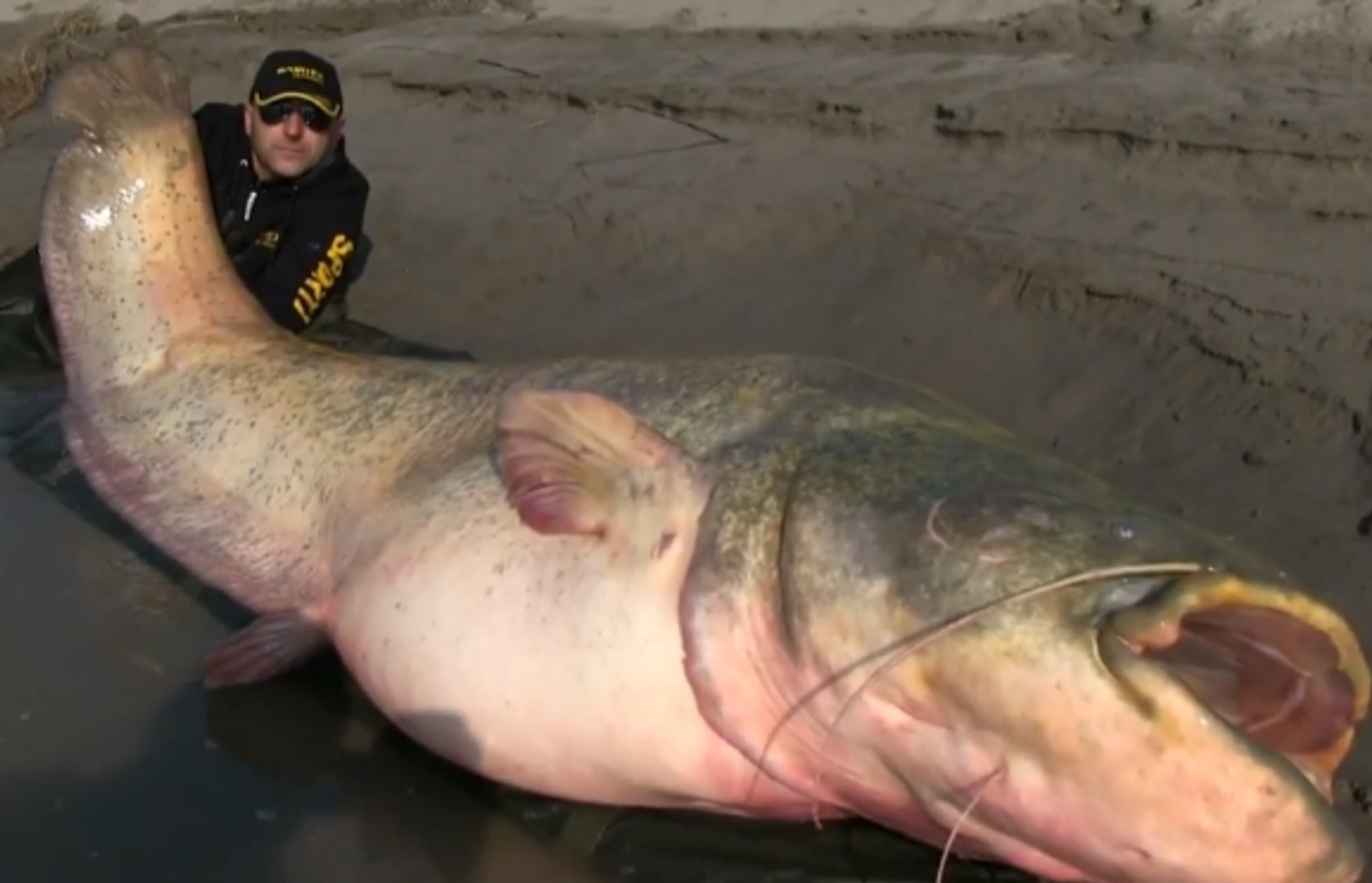 Record of the Biggest freshwater fish caught with a fishing rod - Vidéo  Dailymotion