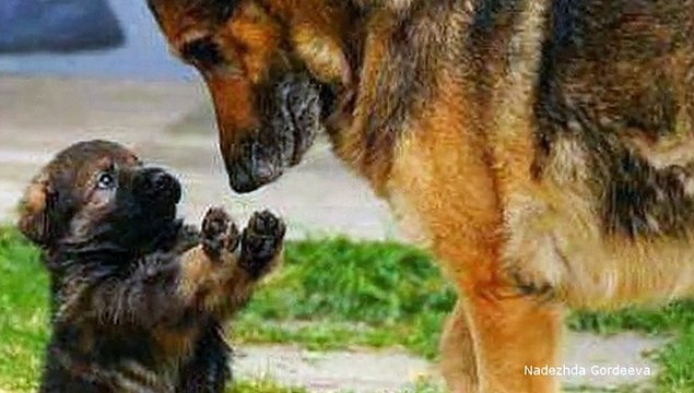 Наши младшие друзья