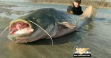 2,5 METRELİK KEDİ BALIĞININ YAKALANMA ANI