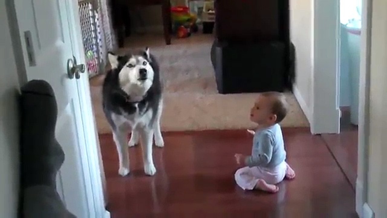 Dog and Baby Talking