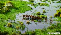 السلسلة الوثائقية : الحياة البرية في النيل الحلقة الأولى - قلب الظلام