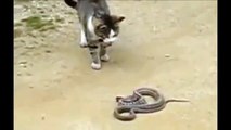 Brave Cat Attacks Snake! - Храбрый Кот против Змеи !
