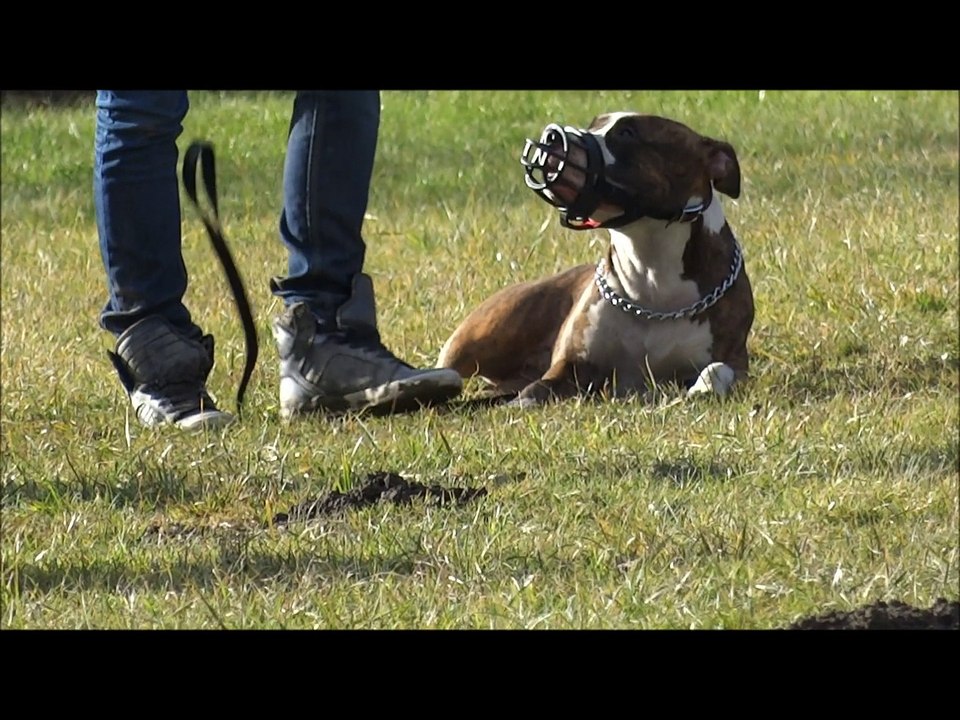 JEDAYE au club canin 1ère séance
