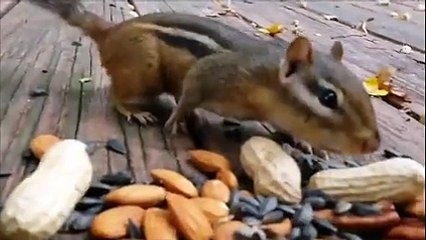 squirrel eats peanuts check it out...