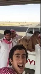 Un dromadaire se marre avec ses potes