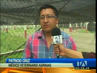 Ciudadano rescata a un ave deshidratada en Cotopaxi