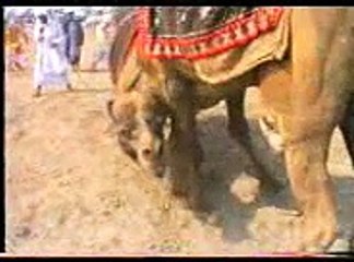 camel fighting