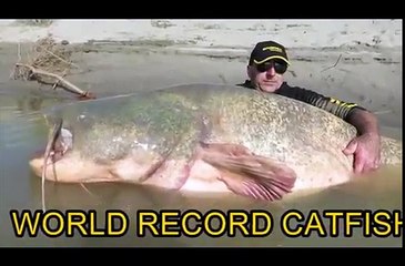 Deux frères ont pêché un silure de 127 kilos pour 2,67 mètres de long ! NEW RECORD !