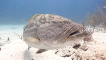 Stuart Cove's Dive Bahamas Big Animals Dive