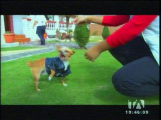 Maximo Escaleras nos presenta a sus chiguaguas