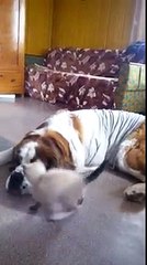 Chaton contre Saint-Bernard : une rencontre amusante et inattendue