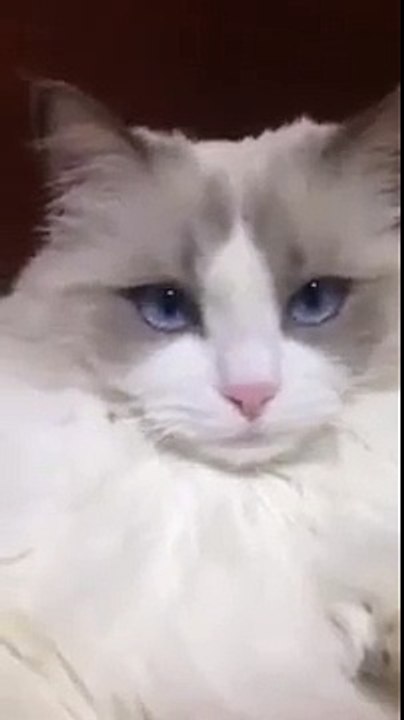 Chat VS Brosse à dents