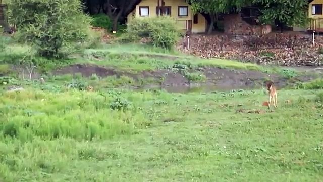 Lion saves a baby calf from another lion attack- OFFICIAL