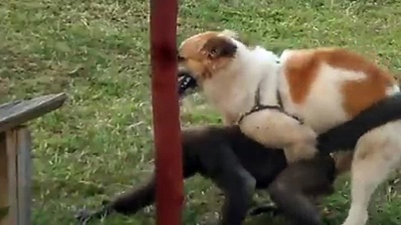 Maymunun Köpek Karşısında Zor Anları Gülmemek Elde Değil