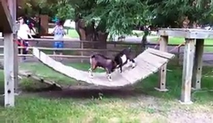 Goats Battle for Bridge Supremacy