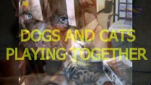 Cute cats and dogs playing together Funny dog & cat compilation