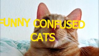 Cute cats feel confused Funny cat compilation