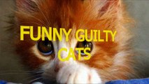 Cute cats feel guilty Funny guilty cat compilation
