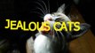 Cute cats feel jealous Funny jealous cats compilation