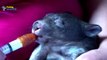CUTE ORPHANED BABY WOMBAT FEEDING 1080P