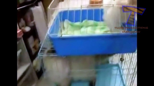 Cute puppies barking and talking Funny dog compilation