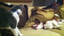 Dogs and cats meeting for the first time Cute and funny dog & cat compilation