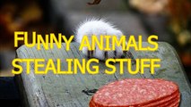 Funny animals stealing stuff Cute animal compilation