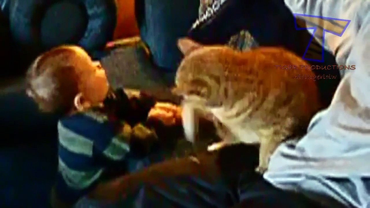 Funny babies annoying cats Cute cat & baby compilation