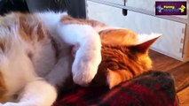 Funny Cats And Dogs Don't Want To Wake Up Compilation 2015 Funny 2015 Cats 720p