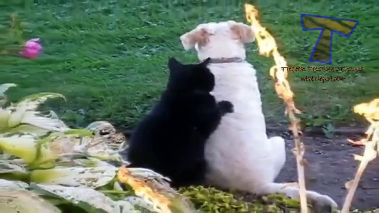 Funny cats massaging and petting dogs Cute animal compilation